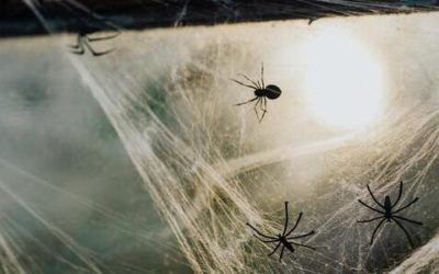 Peur des araignées : nos solutions pour la dompter