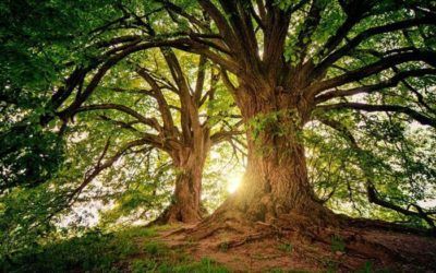 Énergie des arbres : le secret du bien-être